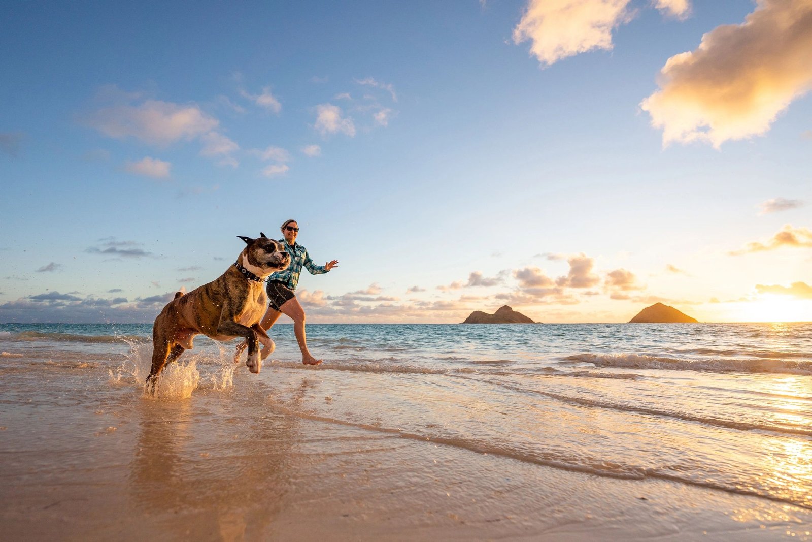 Hawaii pet compliance