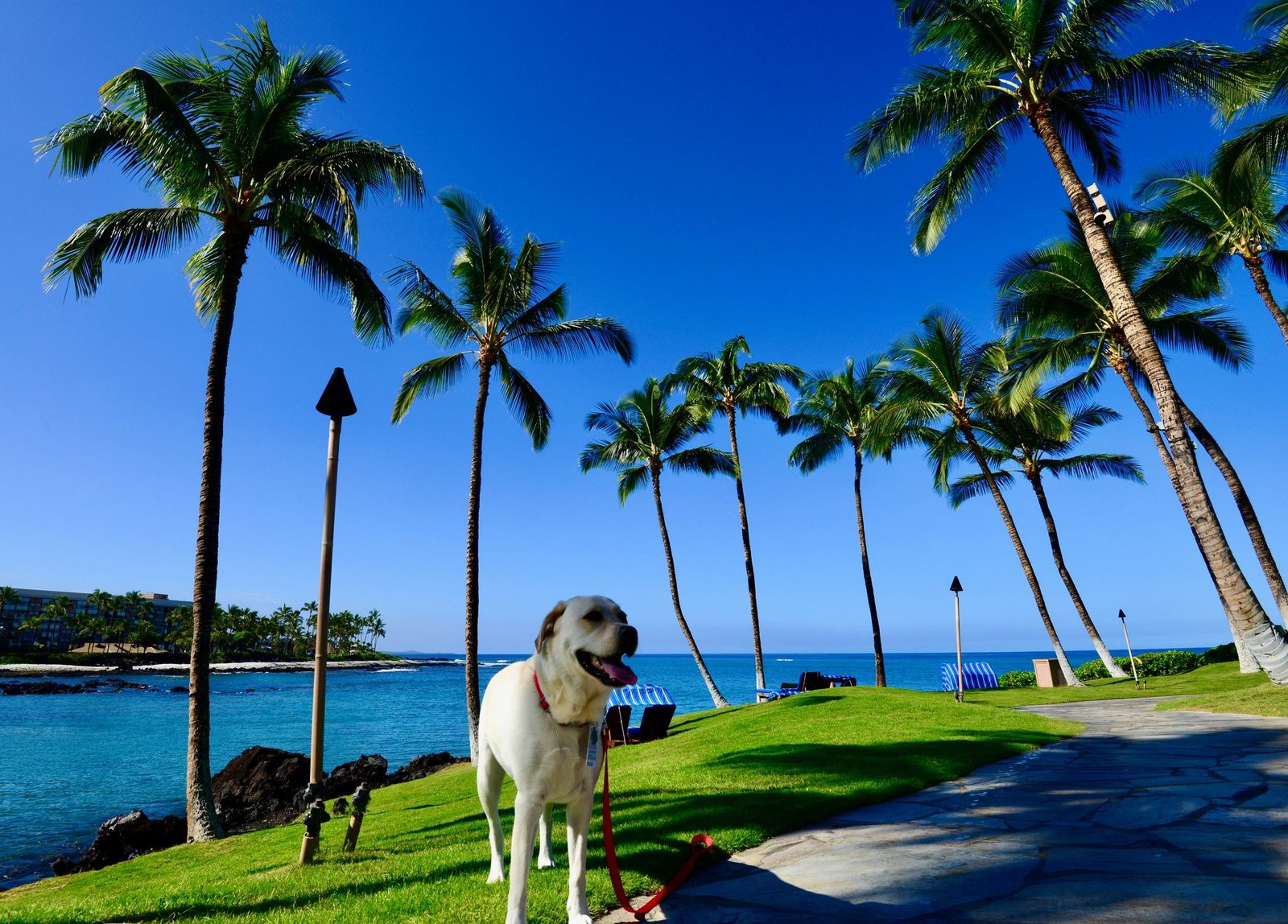 Hawaii pet travel