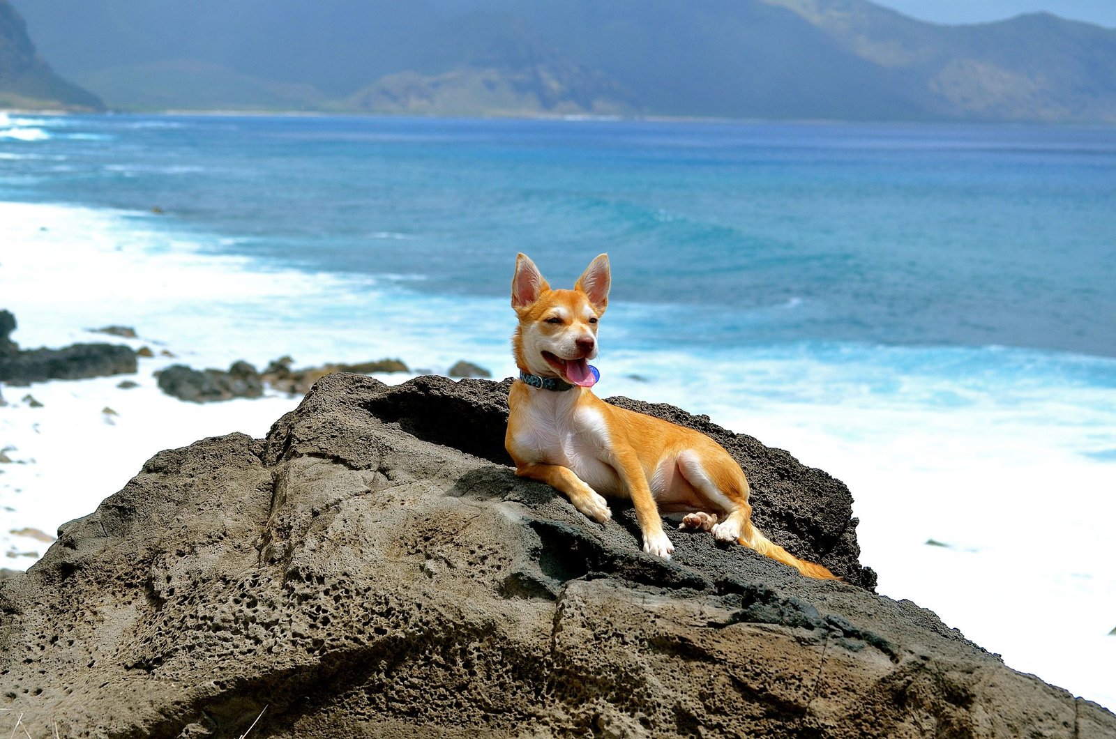 Dog and owner walking on a tropical Hawaiian path, lush greenery and palm trees
